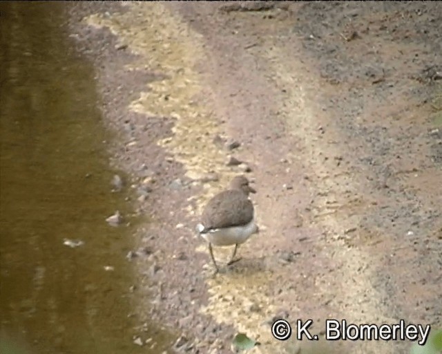 Common Sandpiper - ML201018731