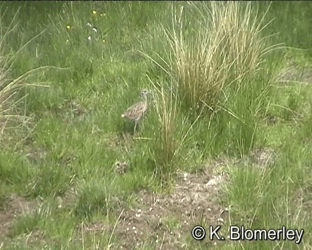 Eurasian Curlew - ML201018741