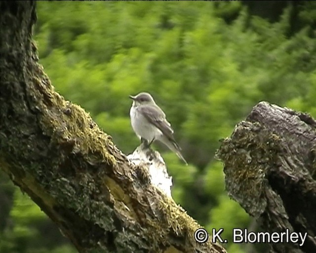 Spotted Flycatcher - ML201018811