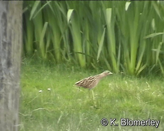 Corn Crake - ML201018841