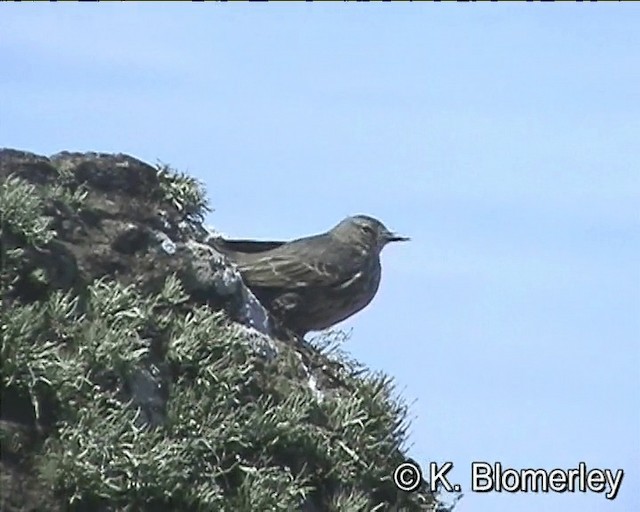 Rock Pipit - ML201018921