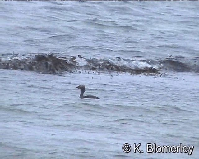 Horned Grebe - ML201018931