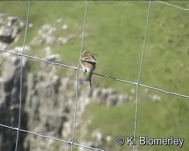 Twite - ML201018941