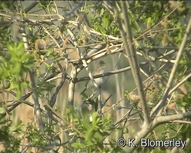Eastern Olivaceous Warbler - ML201019001