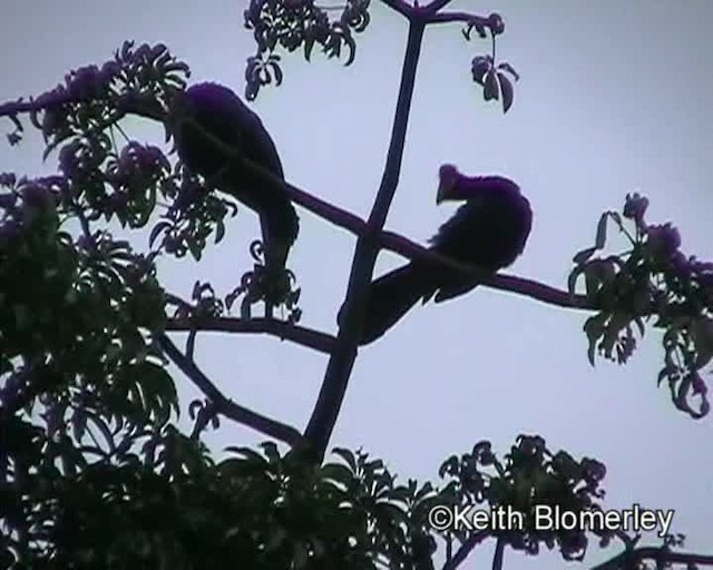 Ross's Turaco - ML201019281