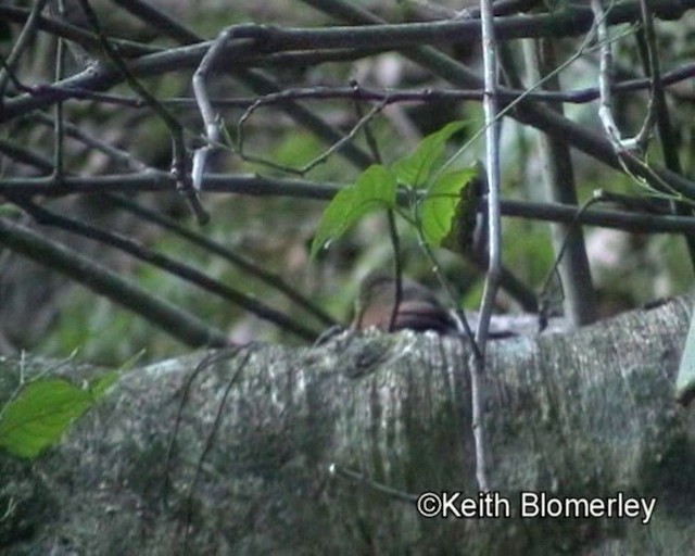 Stripe-breasted Spinetail - ML201019301