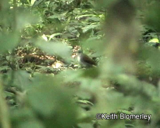 Fire-crested Alethe - ML201019321