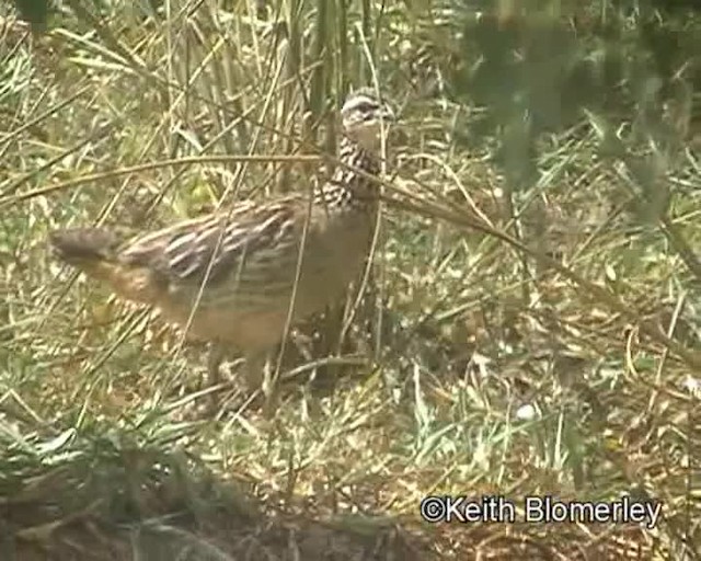 Crested Francolin (Crested) - ML201019341