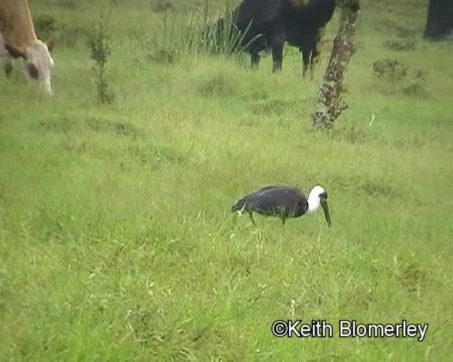 Afrika-Wollhalsstorch - ML201019471