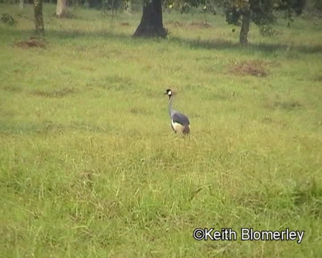 Gray Crowned-Crane - ML201019481