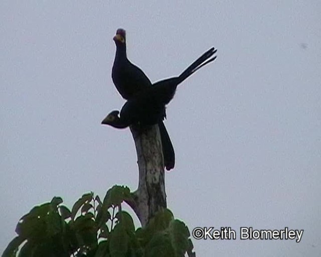 Ross's Turaco - ML201019491