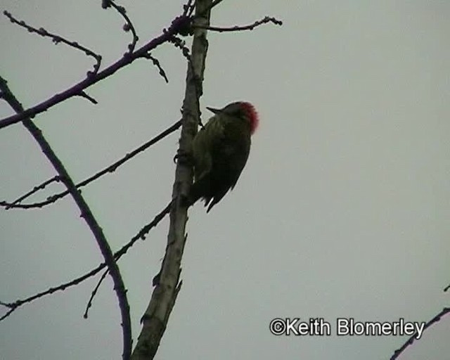 Pic cardinal - ML201019501