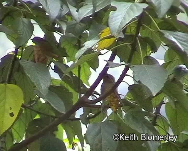 Red-faced Woodland-Warbler - ML201019531