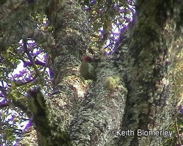 Fine-banded Woodpecker - ML201019541