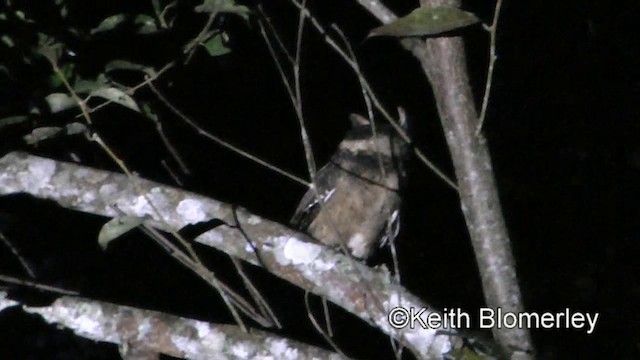 Everett's Scops-Owl - ML201019621