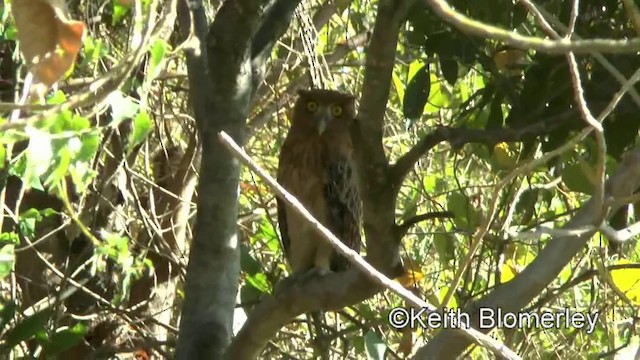 Philippine Eagle-Owl - ML201019641