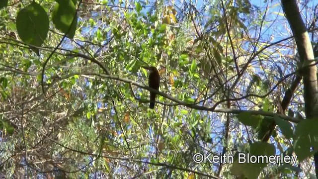 Brown-breasted Kingfisher - ML201019651