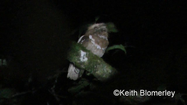 Philippine Frogmouth - ML201019671