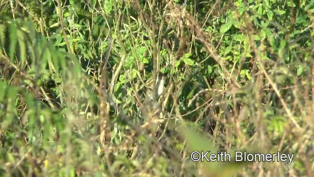 Tawny Grassbird - ML201019741