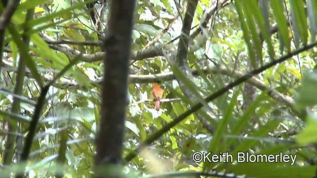 アカサンコウチョウ（cinnamomea／talautensis） - ML201019761