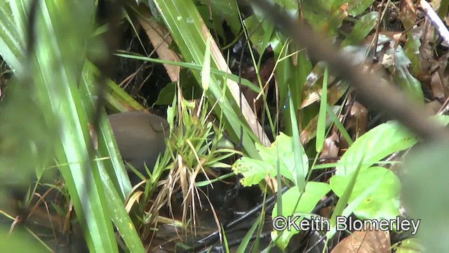 Plain Bush-hen - ML201019791