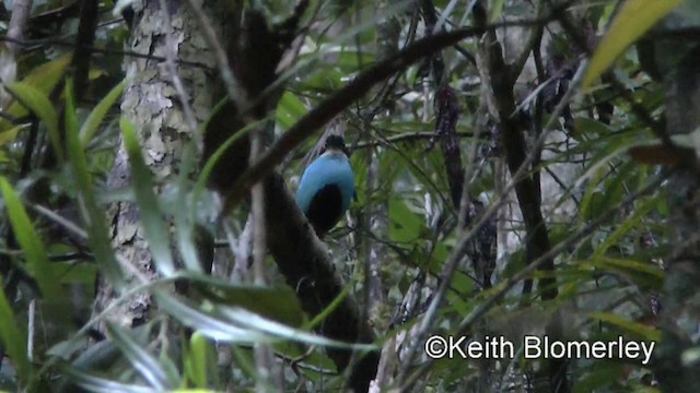 Azure-breasted Pitta - ML201019841