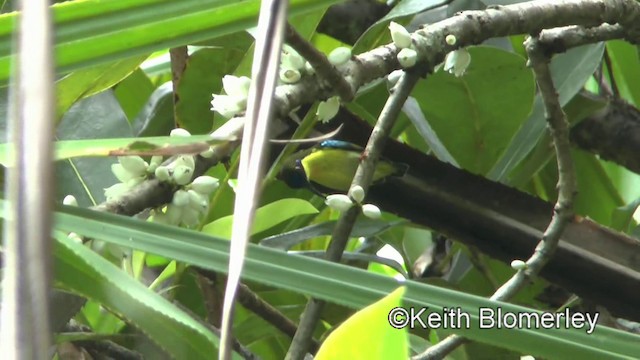 Metallic-winged Sunbird (Southern) - ML201019871