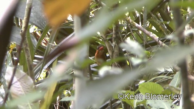 Blue-capped Kingfisher - ML201019881