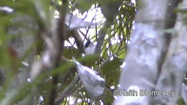 Wattled Broadbill - ML201019891