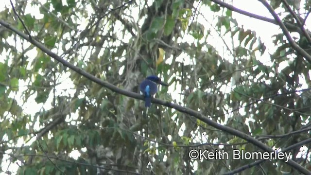 Rufous-lored Kingfisher - ML201019901