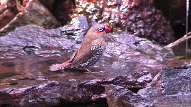 Red-eared Firetail - ML201020031