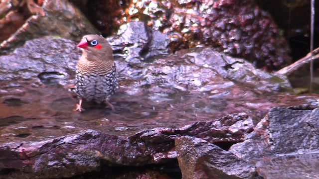 Red-eared Firetail - ML201020041