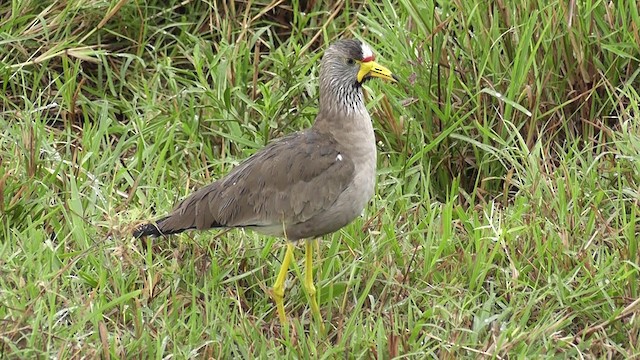 Wattled Lapwing - ML201020061