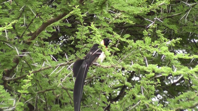 Eastern Paradise-Whydah - ML201020231