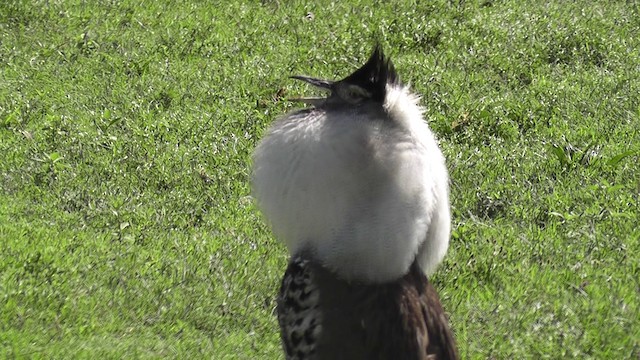 Kori Bustard - ML201020241