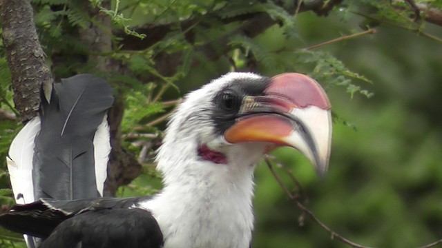 Von der Decken's Hornbill - ML201020281