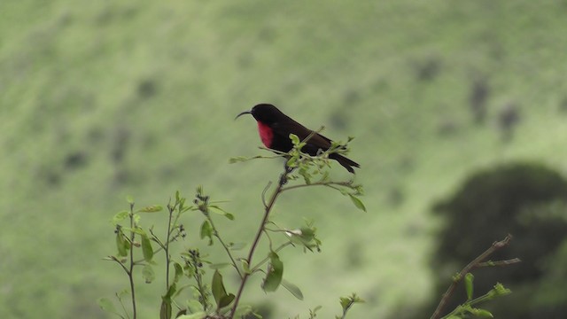 ヒムネタイヨウチョウ - ML201020291