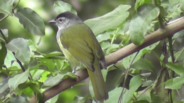 Black-headed Mountain Greenbul - ML201020301