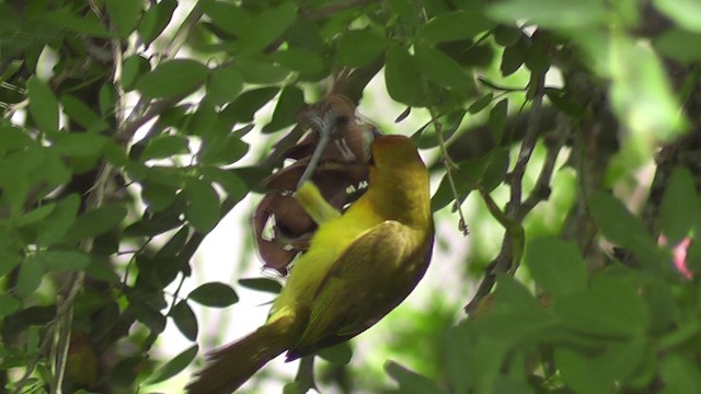 Spectacled Weaver - ML201020311