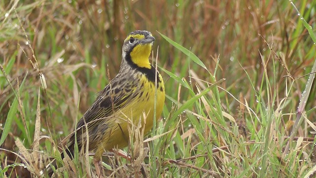 Yellow-throated Longclaw - ML201020341