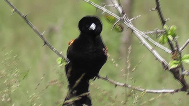 White-winged Widowbird - ML201020381