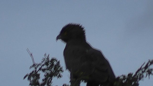 Brown Snake-Eagle - ML201020421