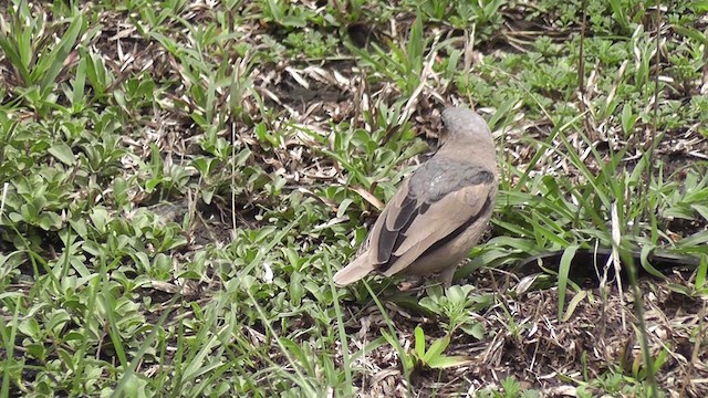 ハイガシラシュウダンハタオリ - ML201020441
