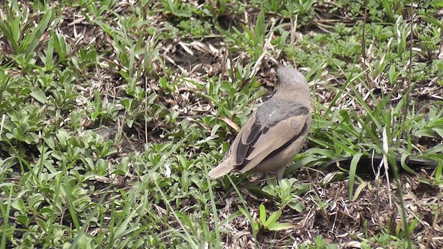 Сероголовый ткачик-воробей - ML201020441