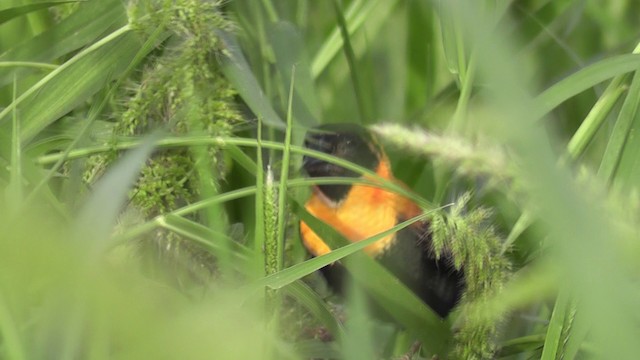 Black Bishop - ML201020461