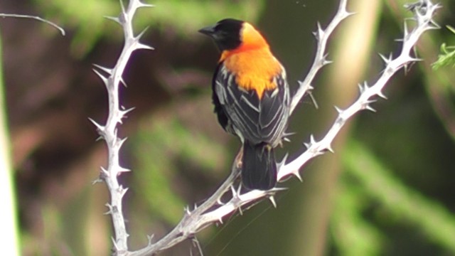 Euplecte de Gierow - ML201020471