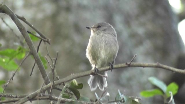 African Dusky Flycatcher - ML201020481