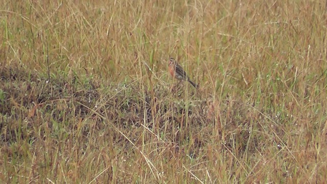 Rosy-throated Longclaw - ML201020491