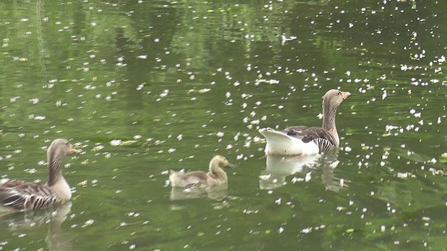 Graylag Goose - ML201020501