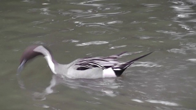 Northern Pintail - ML201020511